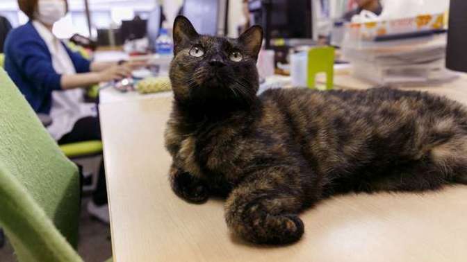What are you thoughts about office cats?