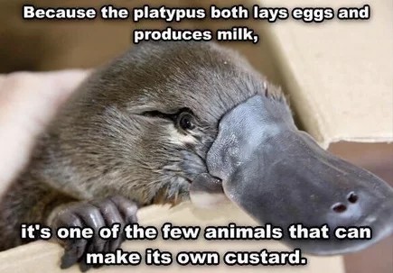 How do you make your custard?