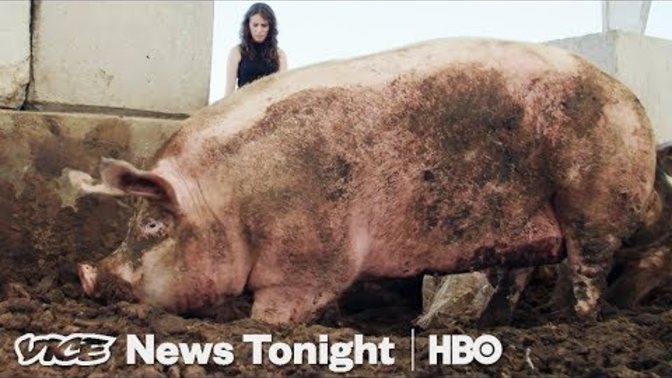 Is it okay to feed pig left over food of people?