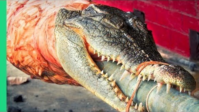 Would you guys eat a Roasted Crocodile?