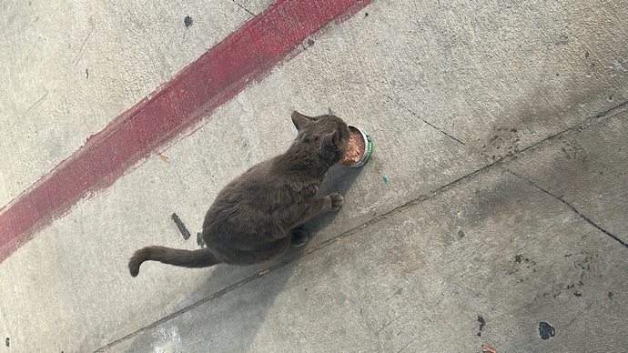 Stray cat help?