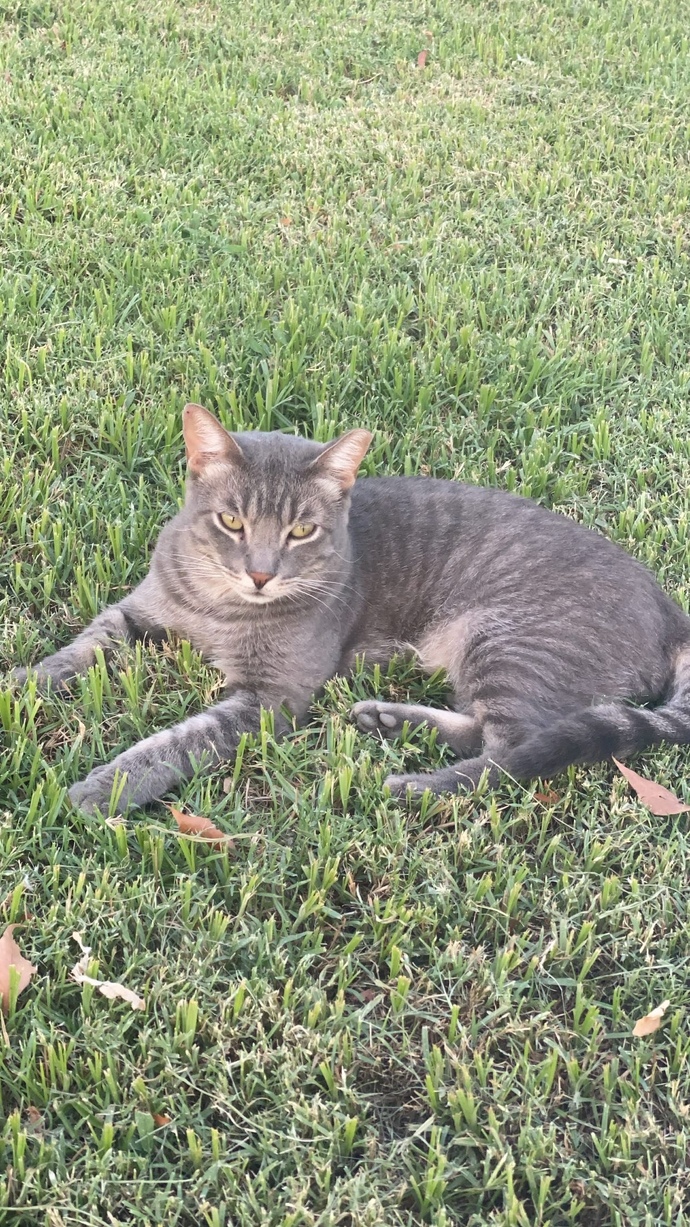 Stray cat help?