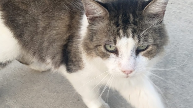 Stray cat help?