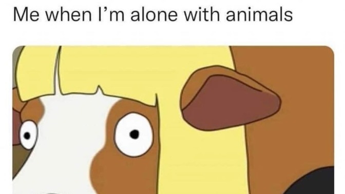 How do you act when you come across an animal?