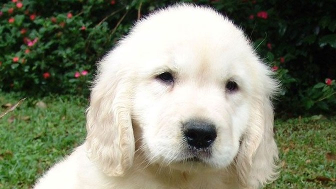 What would you do if a stranger pointed at you and said bad dog?