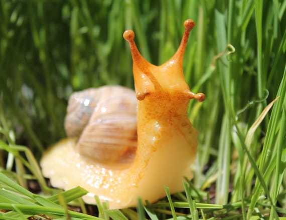 Do YOU think snails are cute?