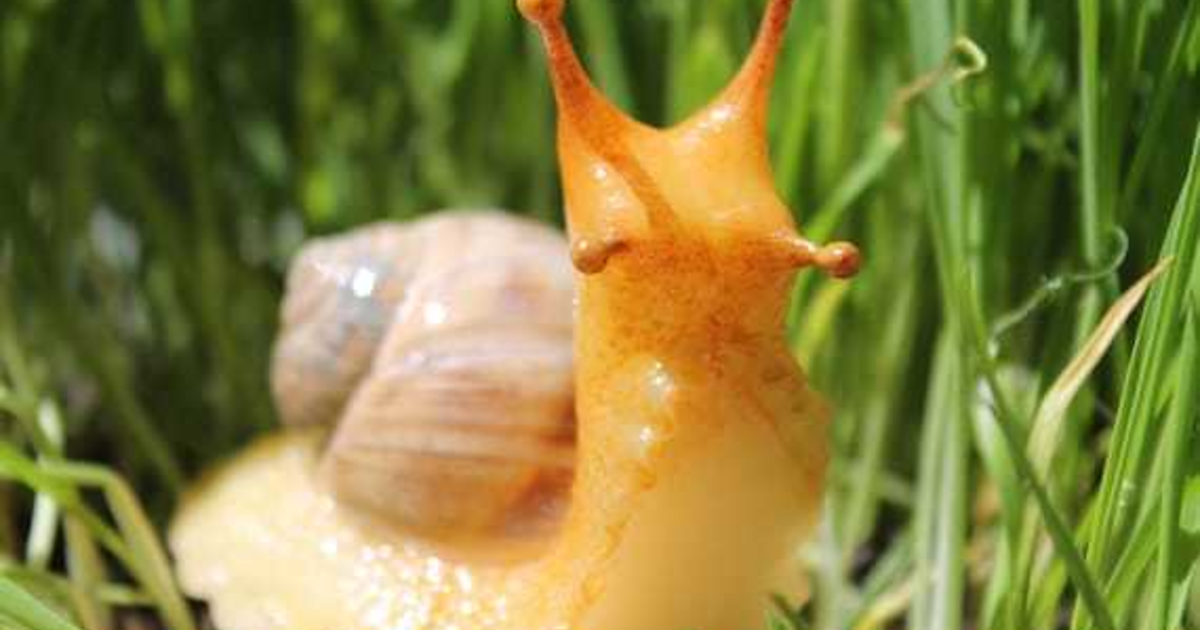 Do YOU think snails are cute? GirlsAskGuys