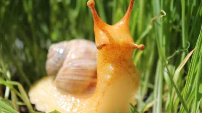 Do YOU think snails are cute?