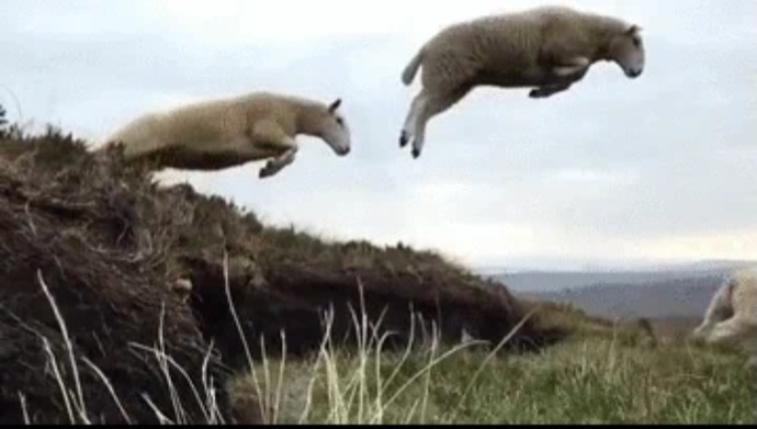 In places without sheep what do you count to fall asleep?