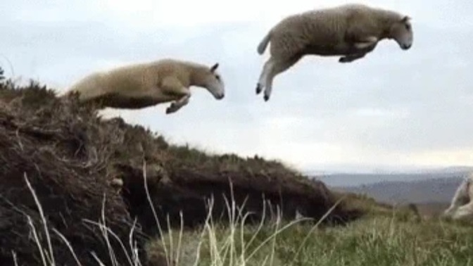 In places without sheep what do you count to fall asleep?