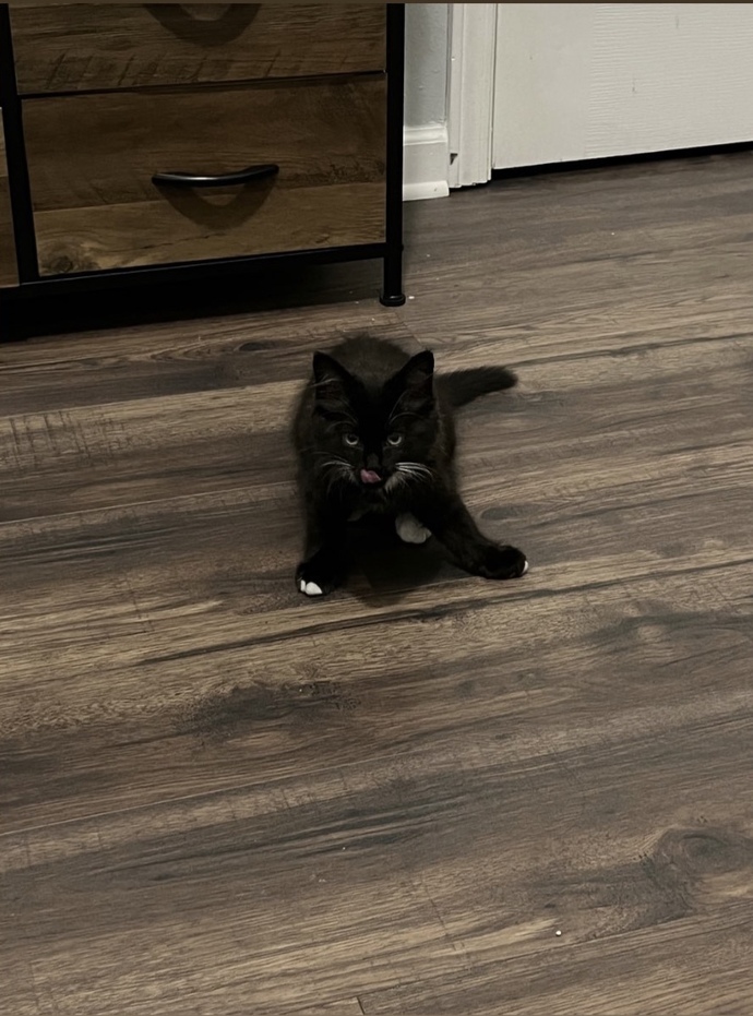 Do You Have Any Pets?