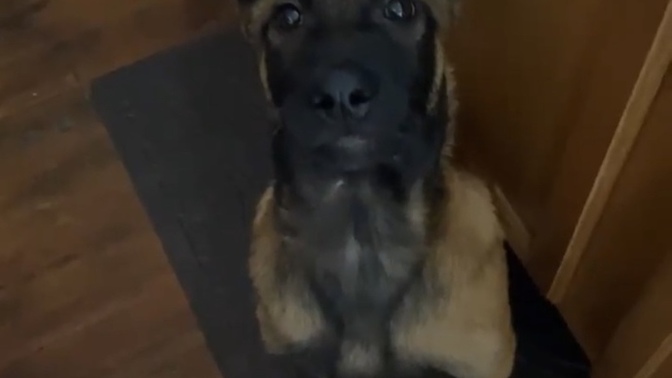 Do You Have Any Pets?