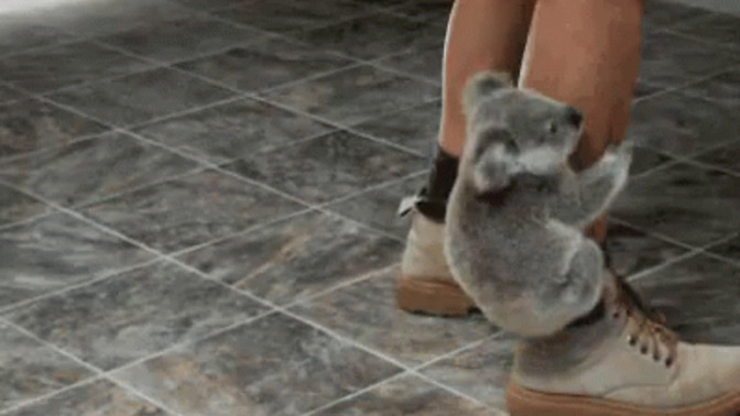 Do animals gravitate towards you?