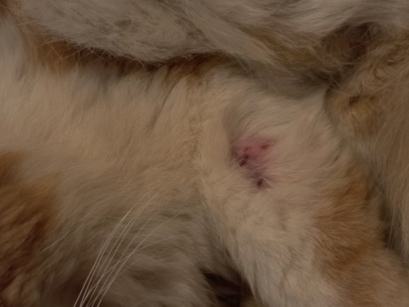 Whats wrong with my cats leg?