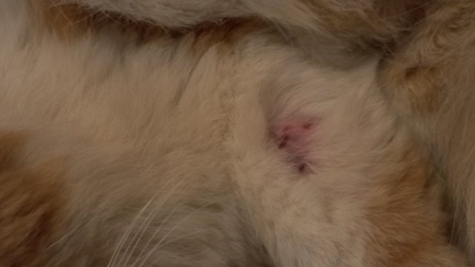 What's wrong with my cat's leg?