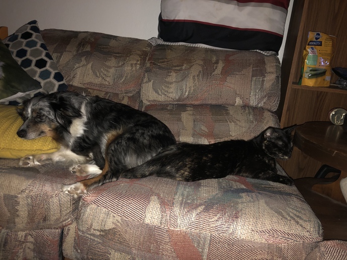 Does anyone else have dogs and cats that are best friends?