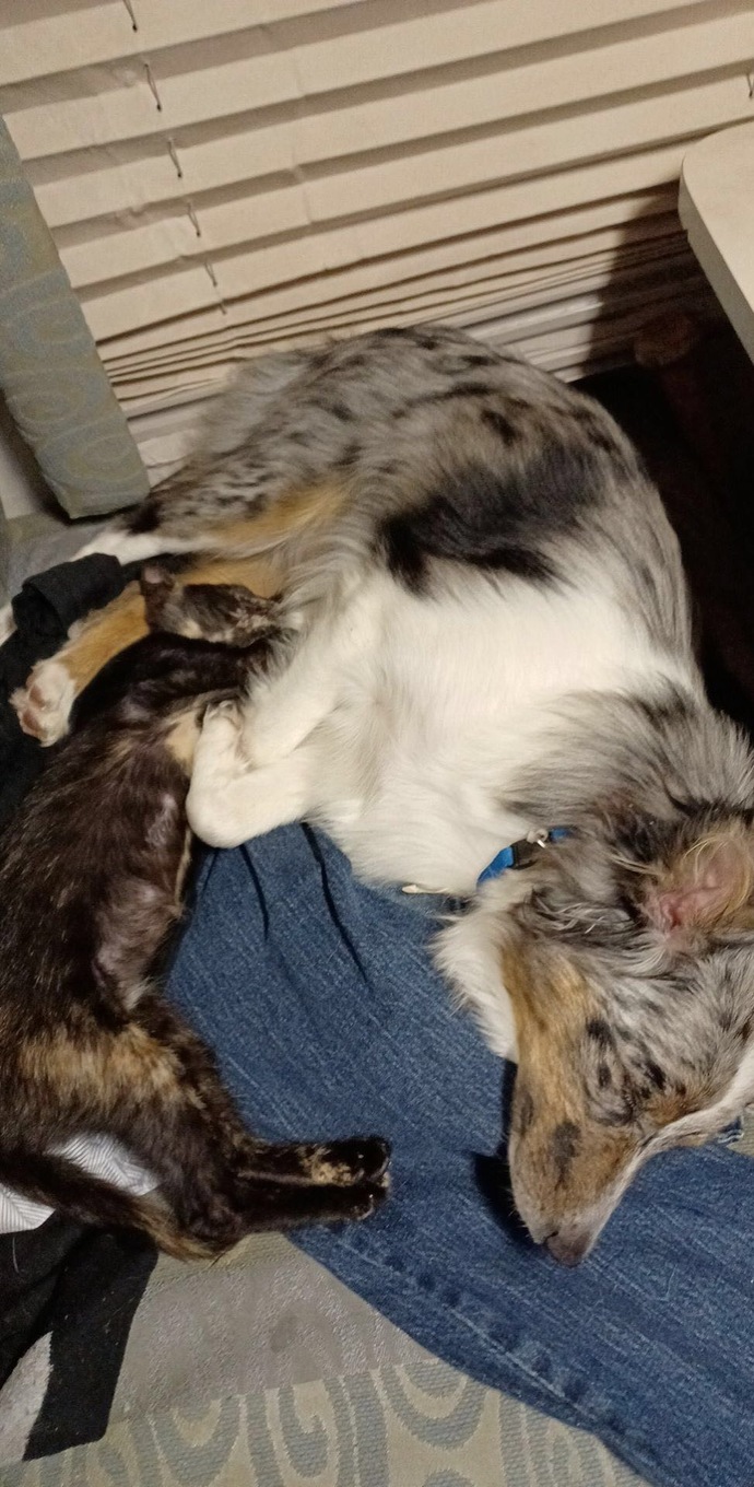 Does anyone else have dogs and cats that are best friends?