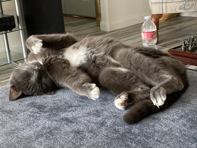 Does anyone else have dogs and cats that are best friends?