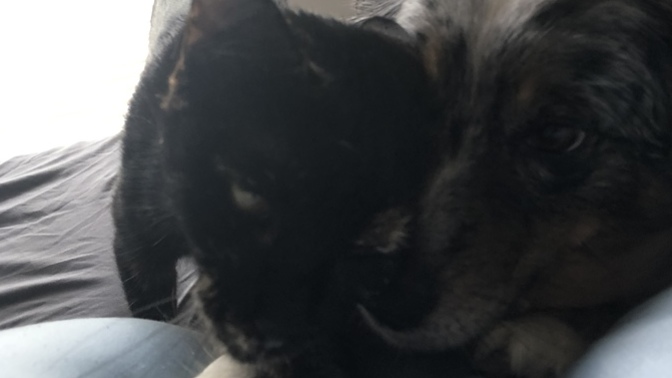 Does anyone else have dogs and cats that are best friends?