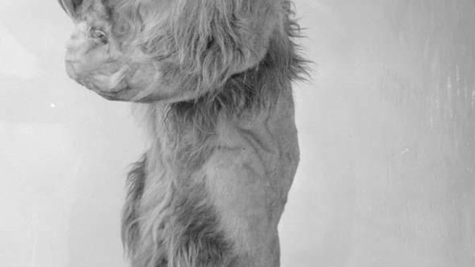 Which Cowardly Lion did you like in The Wizard of Oz or The Wiz?