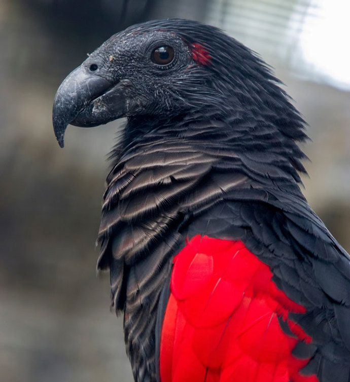 I just learned about DRACULA PARROTS, what do you think of them?