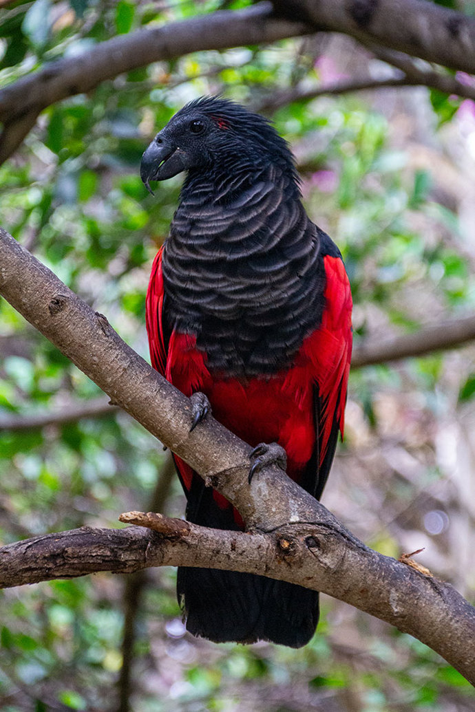 I just learned about DRACULA PARROTS, what do you think of them?