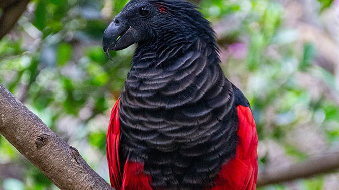 I just learned about DRACULA PARROTS, what do you think of them?