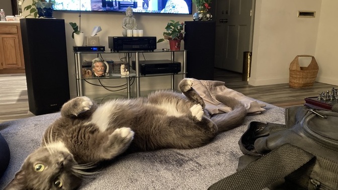 Did you have a tough time adopting a new 'companion' animal after losing one you had long term?
