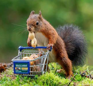 Do you have a favorite nut?