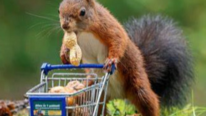 Do you have a favorite nut?
