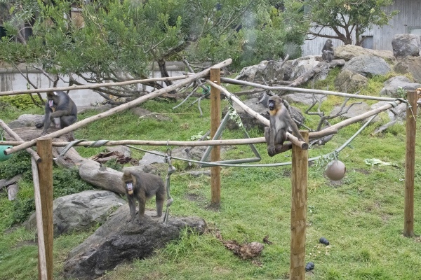 Do you agree or disagree with zoos that cage animals for entertainment?