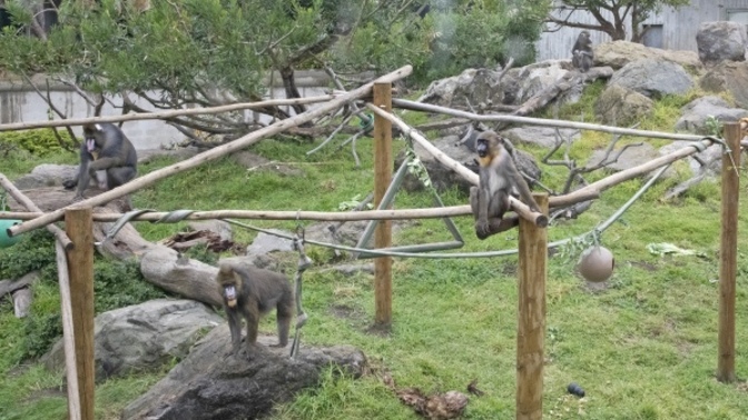 Do you agree or disagree with zoos that cage animals for entertainment?