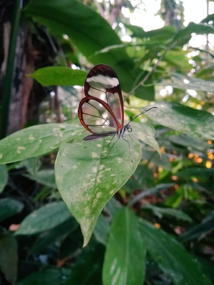 I just learned about glasswing butterfly, do you think they are cool?