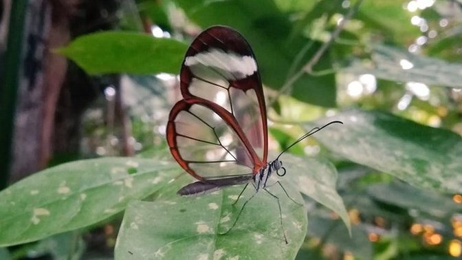 I just learned about glasswing butterfly, do you think they are cool?