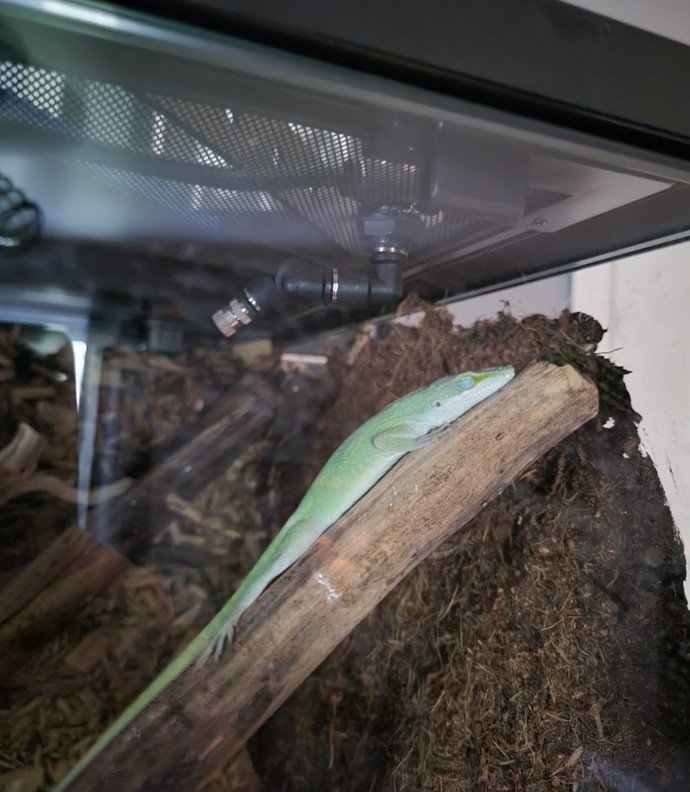Do you like lizards?