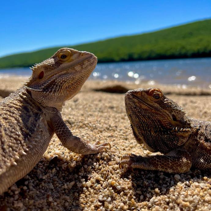Do you like lizards?