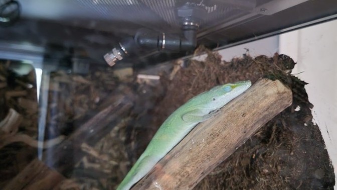 Do you like lizards?