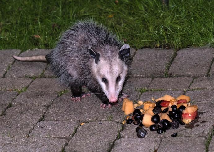 Do you like hard crunchy, fruit, or soft slightly over-ripe fruit?
