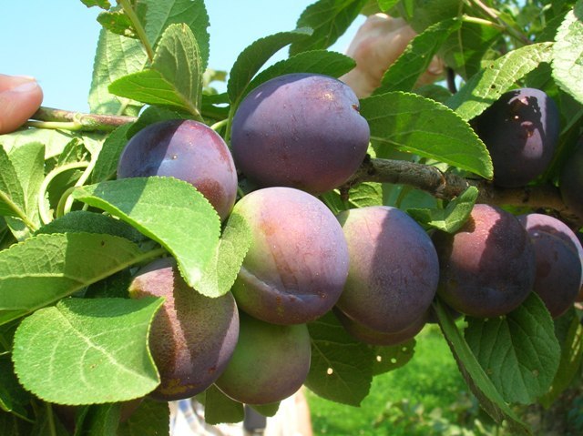 Do you like hard crunchy, fruit, or soft slightly over-ripe fruit?