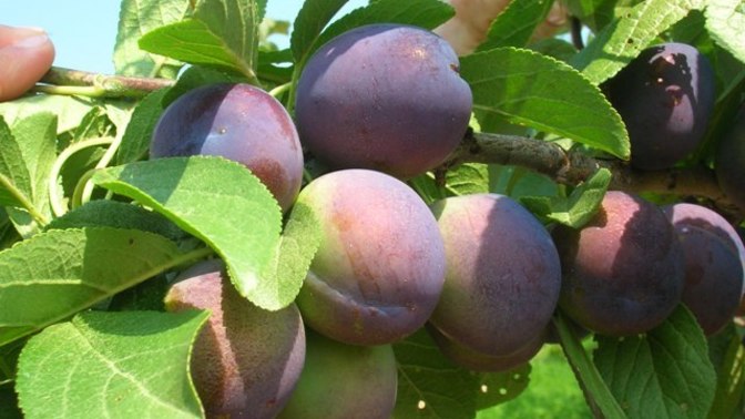 Do you like hard crunchy, fruit, or soft slightly over-ripe fruit?