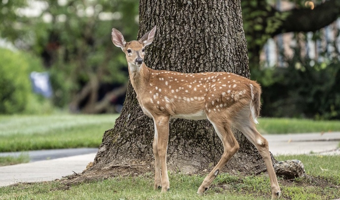 Bambi😌