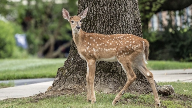 If you could talk to one animal which one would you choose?