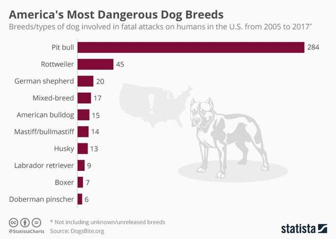Can someone successfully walk two pitbulls?