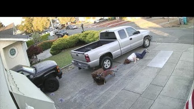 Can someone successfully walk two pitbulls?