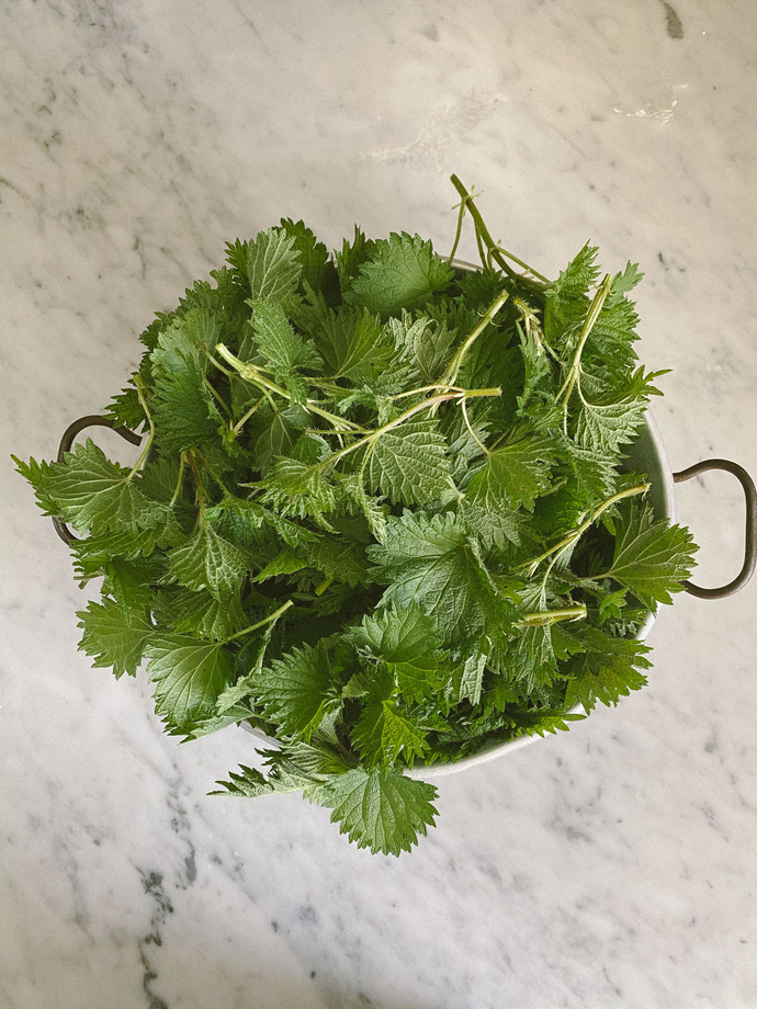 Would you eat Foraged Nettle Soup?