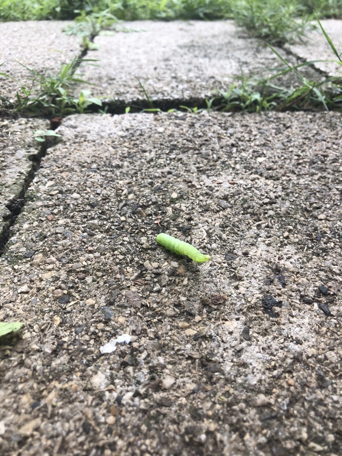 What caterpillar is this?