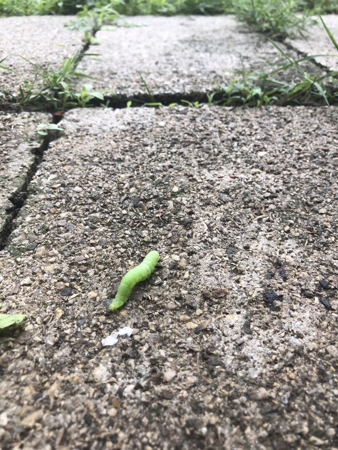 What caterpillar is this?