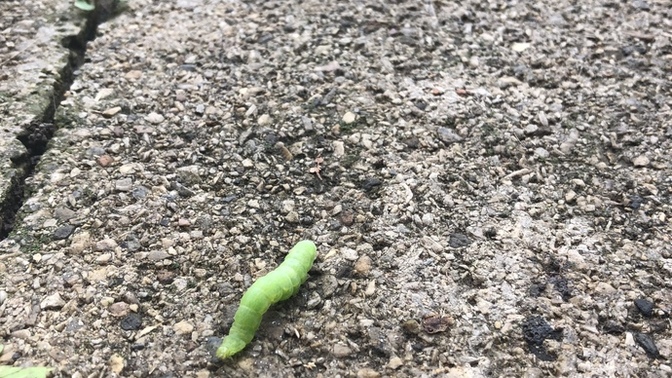 What caterpillar is this?