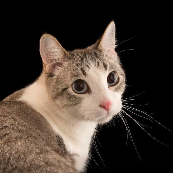 Do you always wash your cat when do you pee?