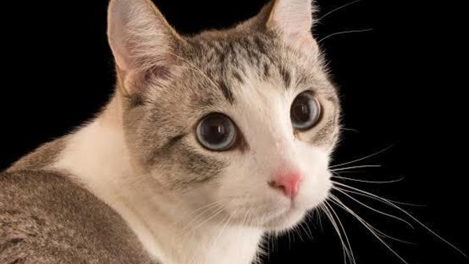 Do you always wash your cat when do you pee?